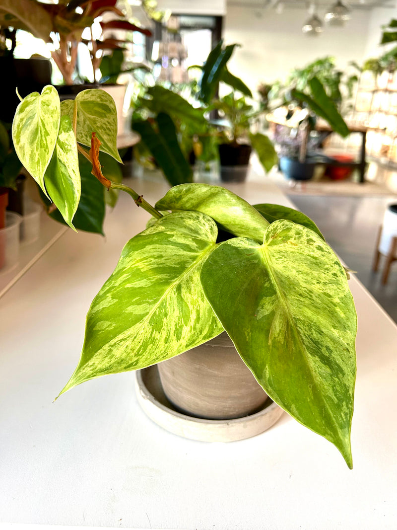 Philodendron | Green Variegated- Collector