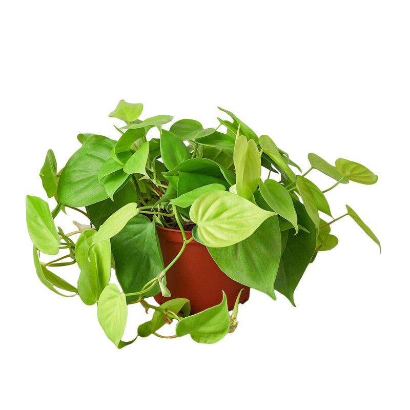 Philodendron | Cordatum Lemon