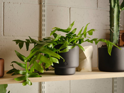 Plant Care Services