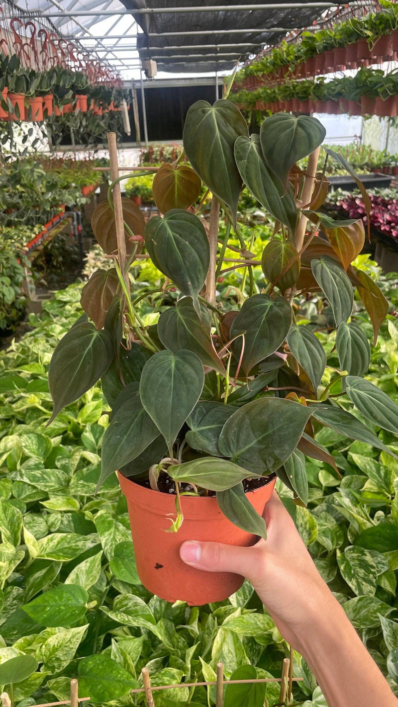 Philodendron | Micans
