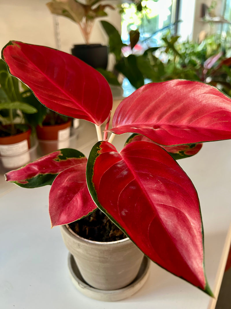 Aglaonema | Eastern Red