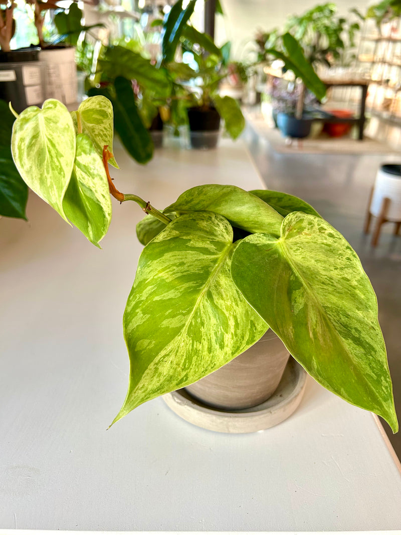 Philodendron | Green Variegated- Collector