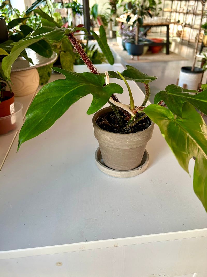 Philodendron | Squamiferum - Collectable