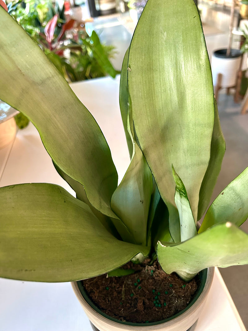 Snake plant | Sansevieria Moonshine