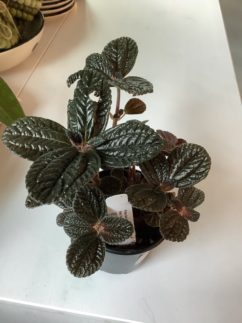 Pilea Depressa- ‘Chocolate’