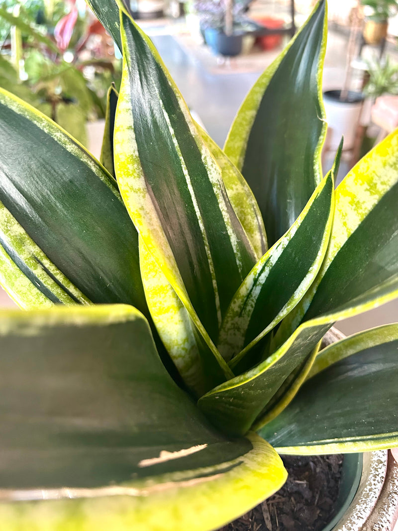 Snake Plant | Sansevieria “Black Gold Superba”