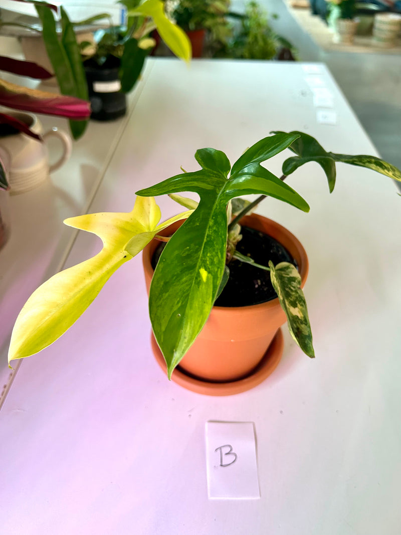 Philodendron Florida Ghost Variegata – Forget Me Not- Plants&Decor