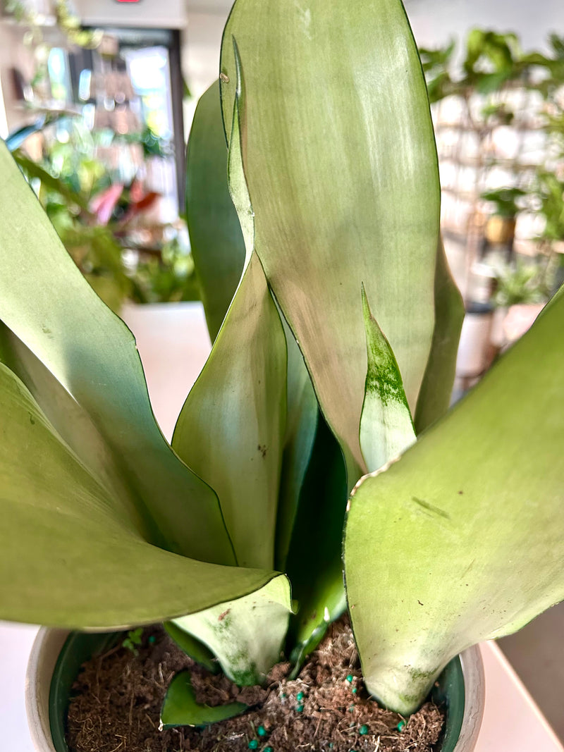 Snake plant | Sansevieria Moonshine