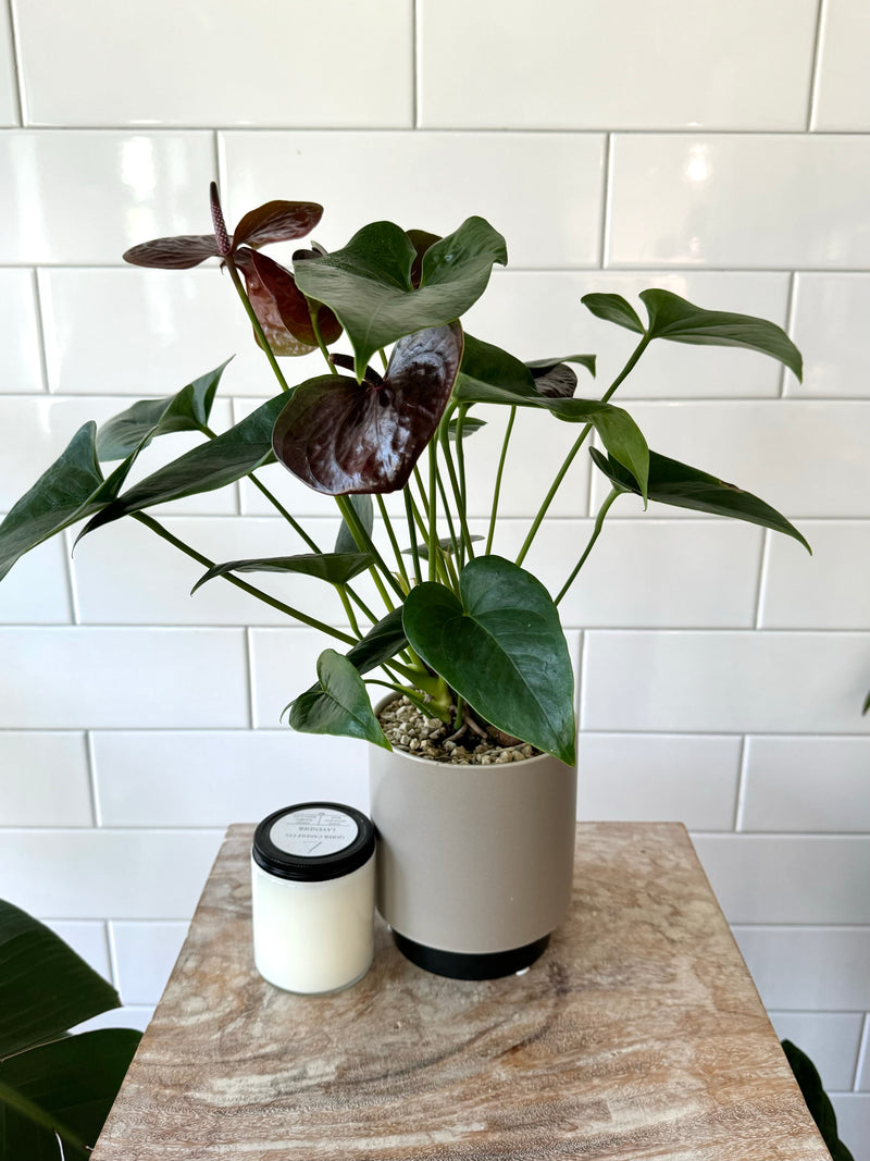 Set Curated In House: Anthurium Flower