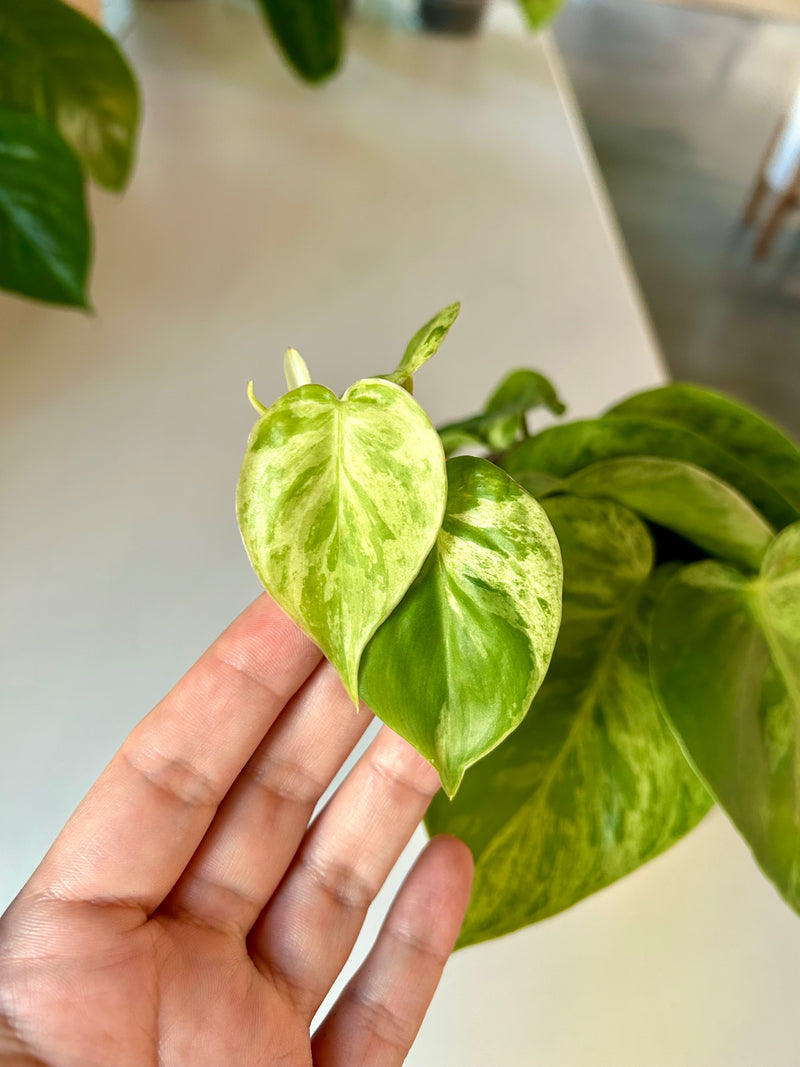 Philodendron | Green Variegated- Collector