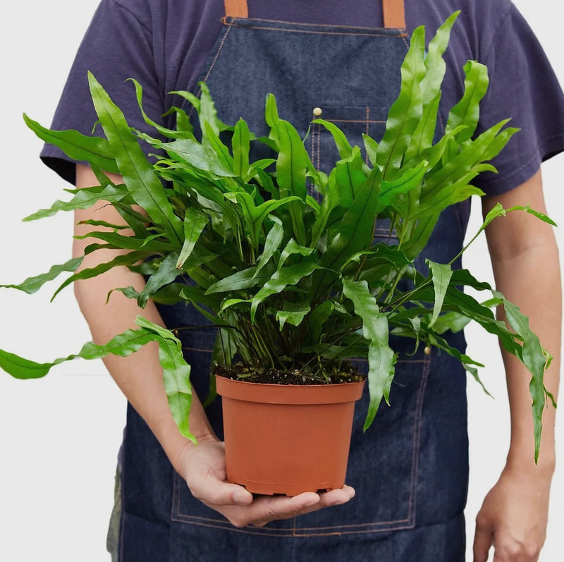 Fern | Kangaroo Paw Fern