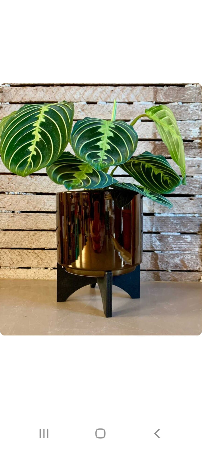 Planter: Cylinder with Wood Stand-Lucent