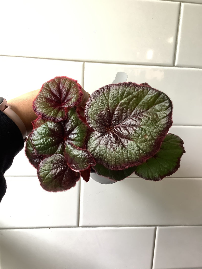 Begonia Curly Fireflush