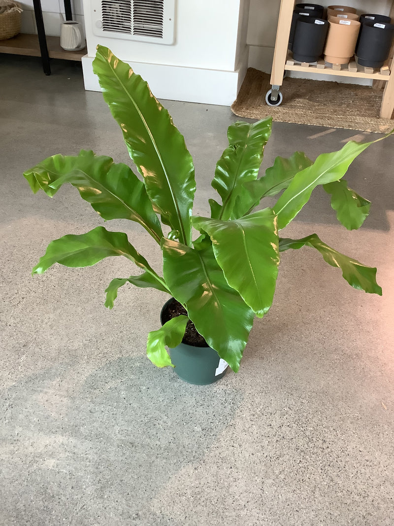 Birds Nest Fern