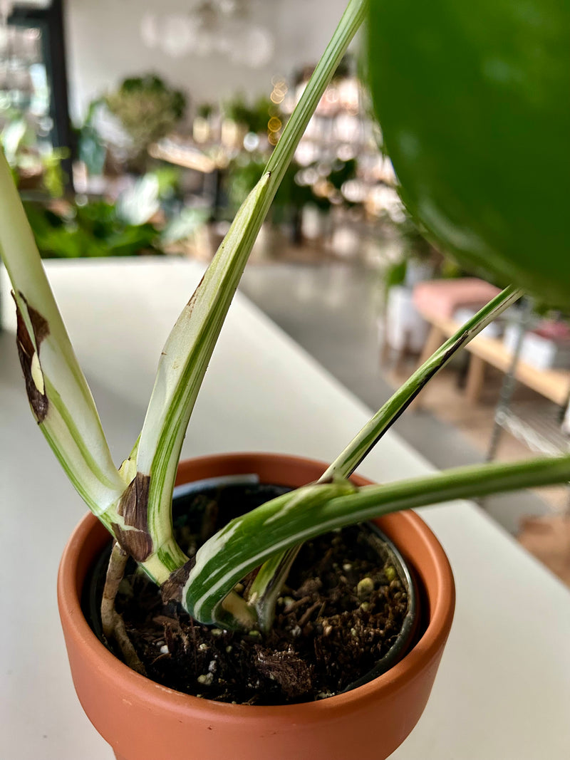 monstera monkey Monstera adansonii (Monkey Mask Plant)