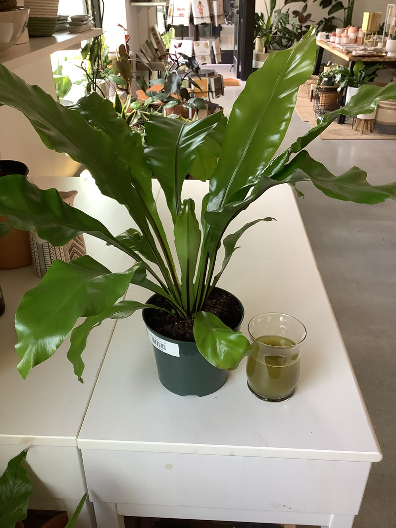 Birds Nest Fern