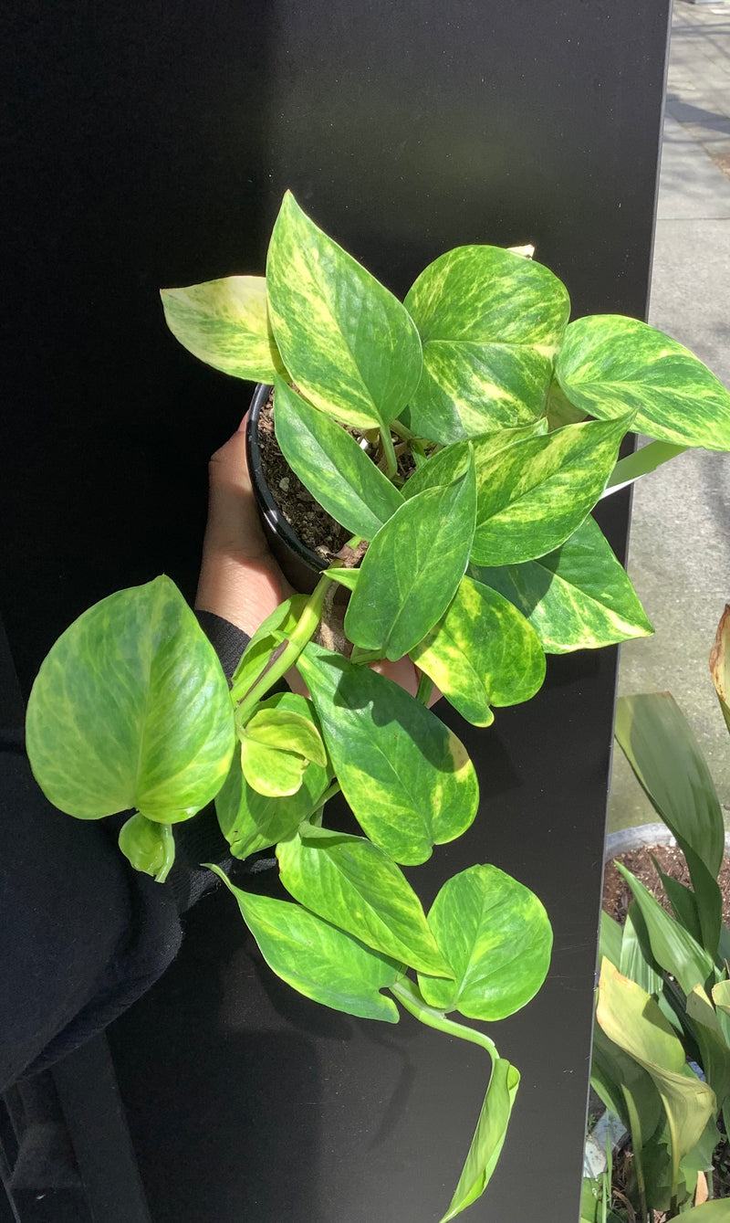 Pothos ‘Sunshine Goddess’