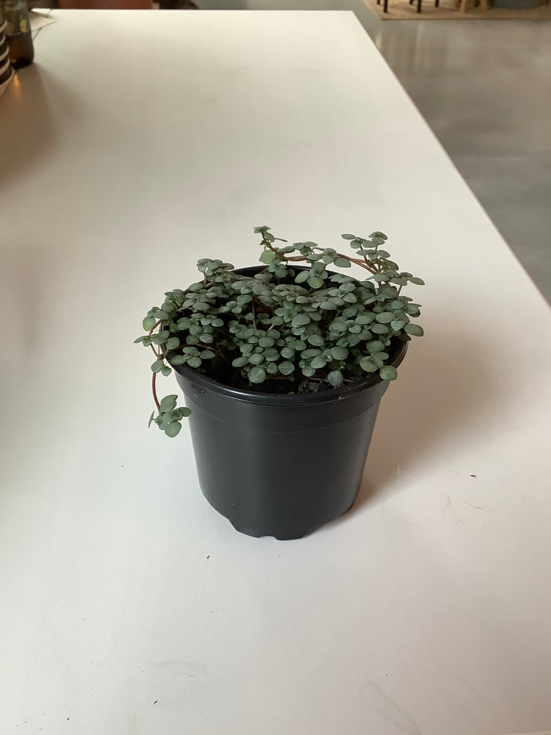 Pilea Glauca ‘Silver Sparkle’