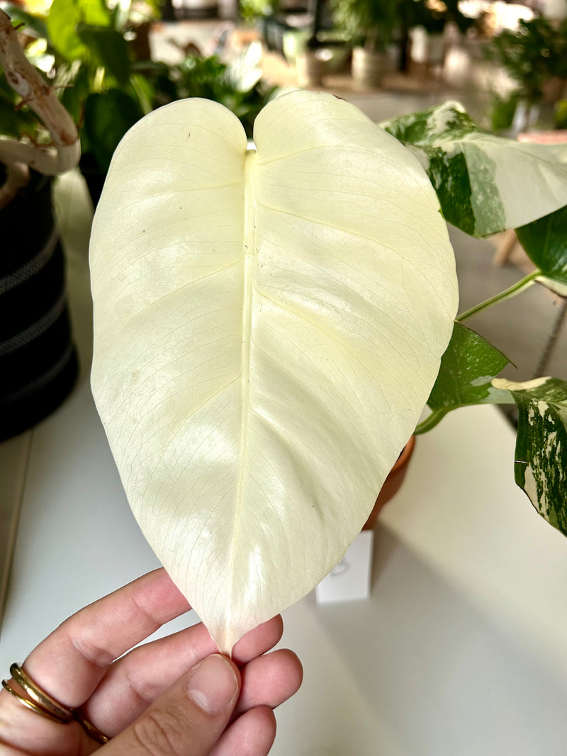 Monstera Deliciosa Albo Variegata- B-Full Moon and Fenestration  Forget  Me Not- Plants&Decor