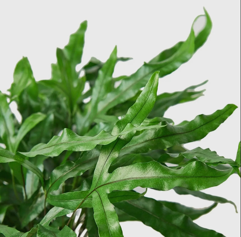 Fern | Kangaroo Paw Fern