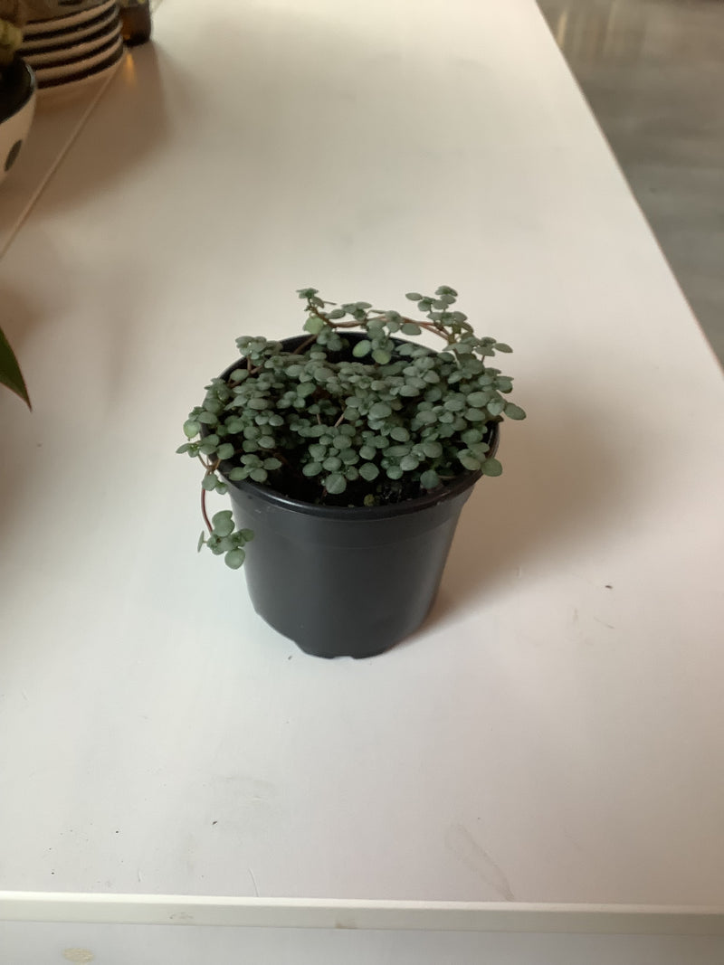 Pilea Glauca ‘Silver Sparkle’