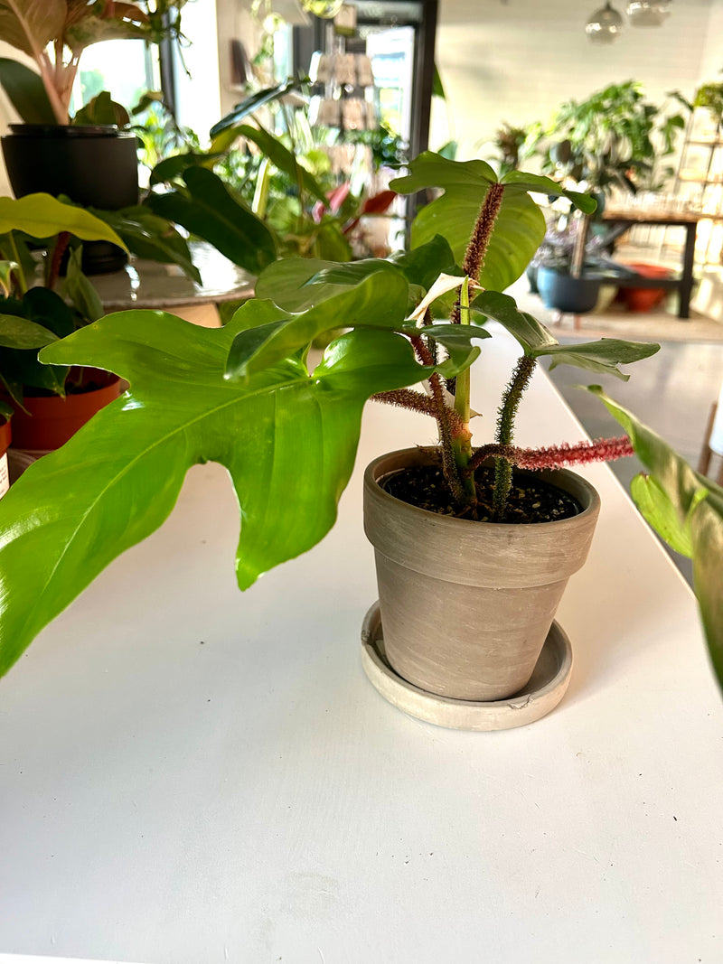 Philodendron | Squamiferum - Collectable