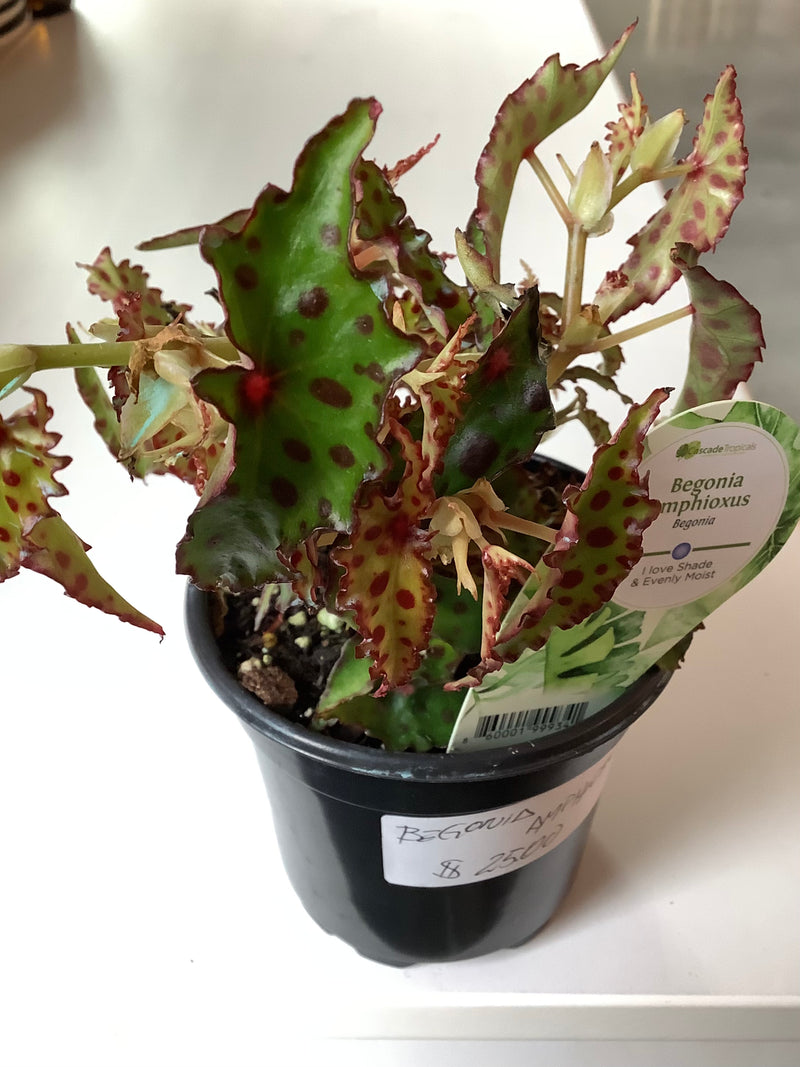 Begonia Amphixious