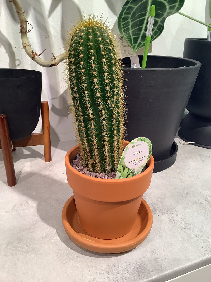 Cactus & Terracotta/Calima Sets