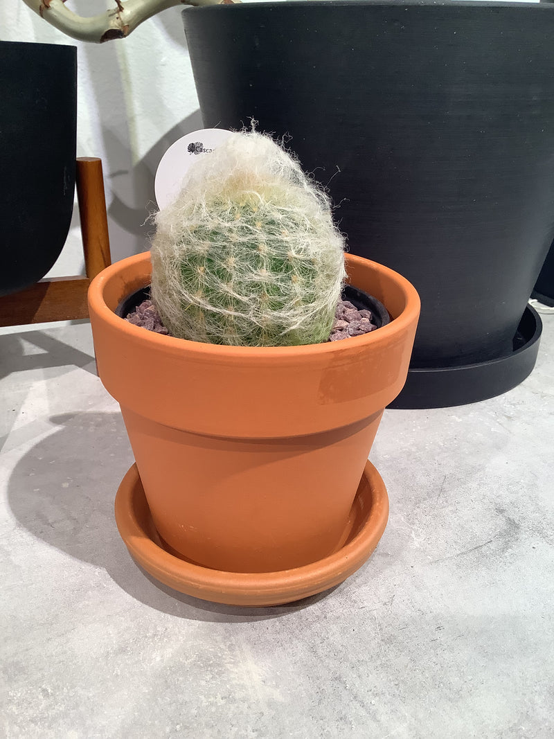Cactus & Terracotta/Calima Sets