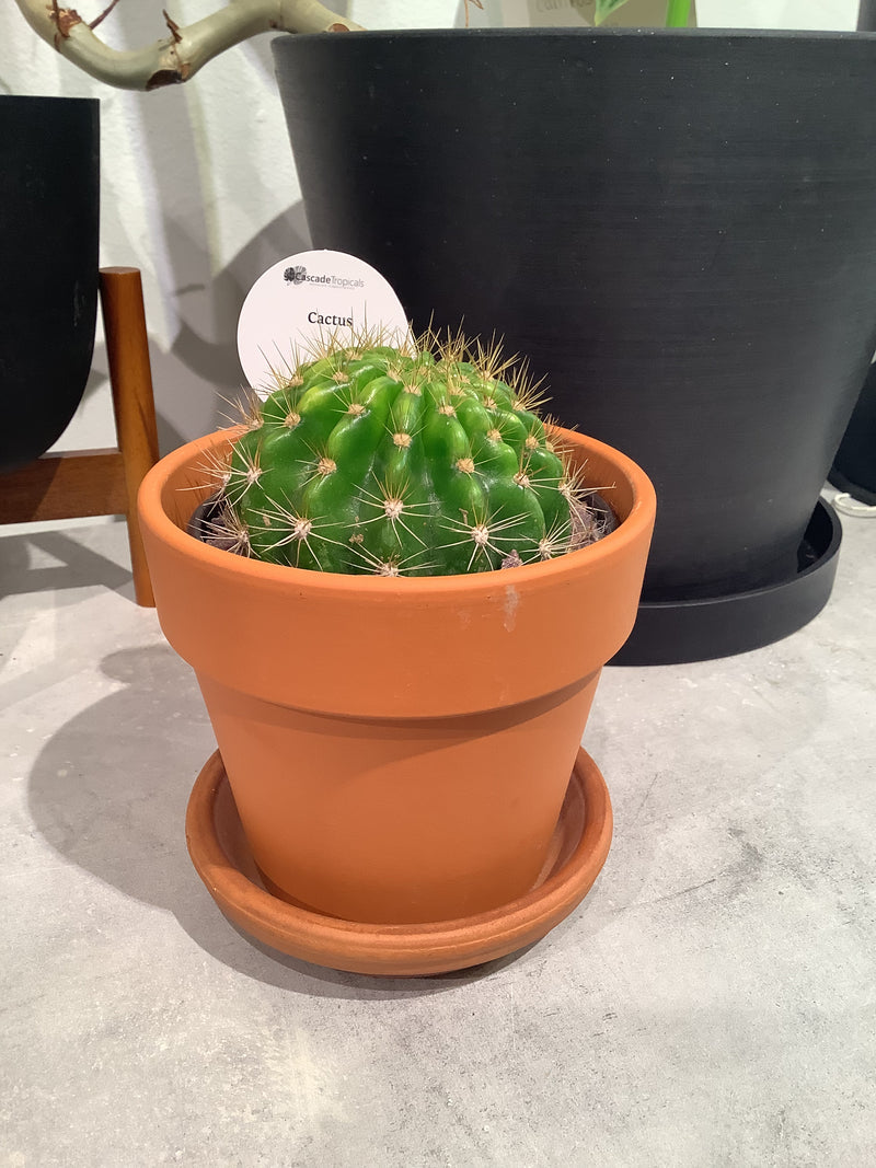 Cactus & Terracotta/Calima Sets