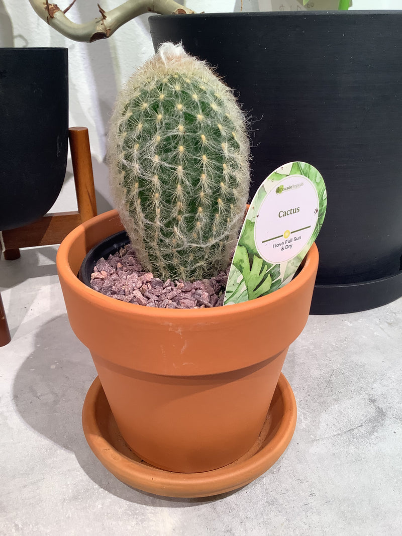 Cactus & Terracotta/Calima Sets