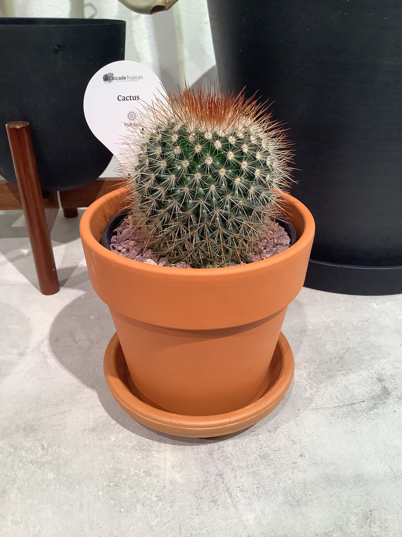 Cactus & Terracotta/Calima Sets
