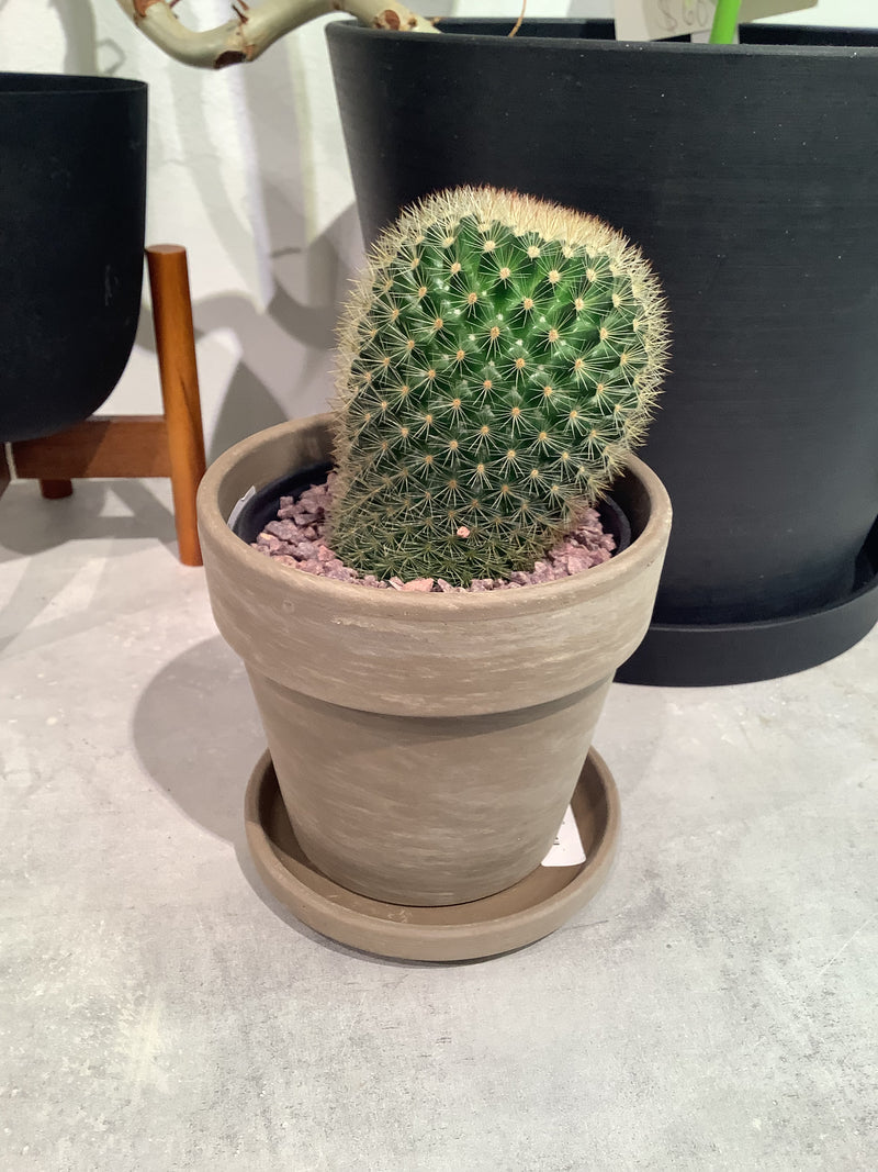 Cactus & Terracotta/Calima Sets