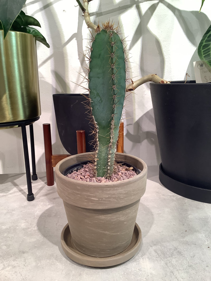Cactus & Terracotta/Calima Sets
