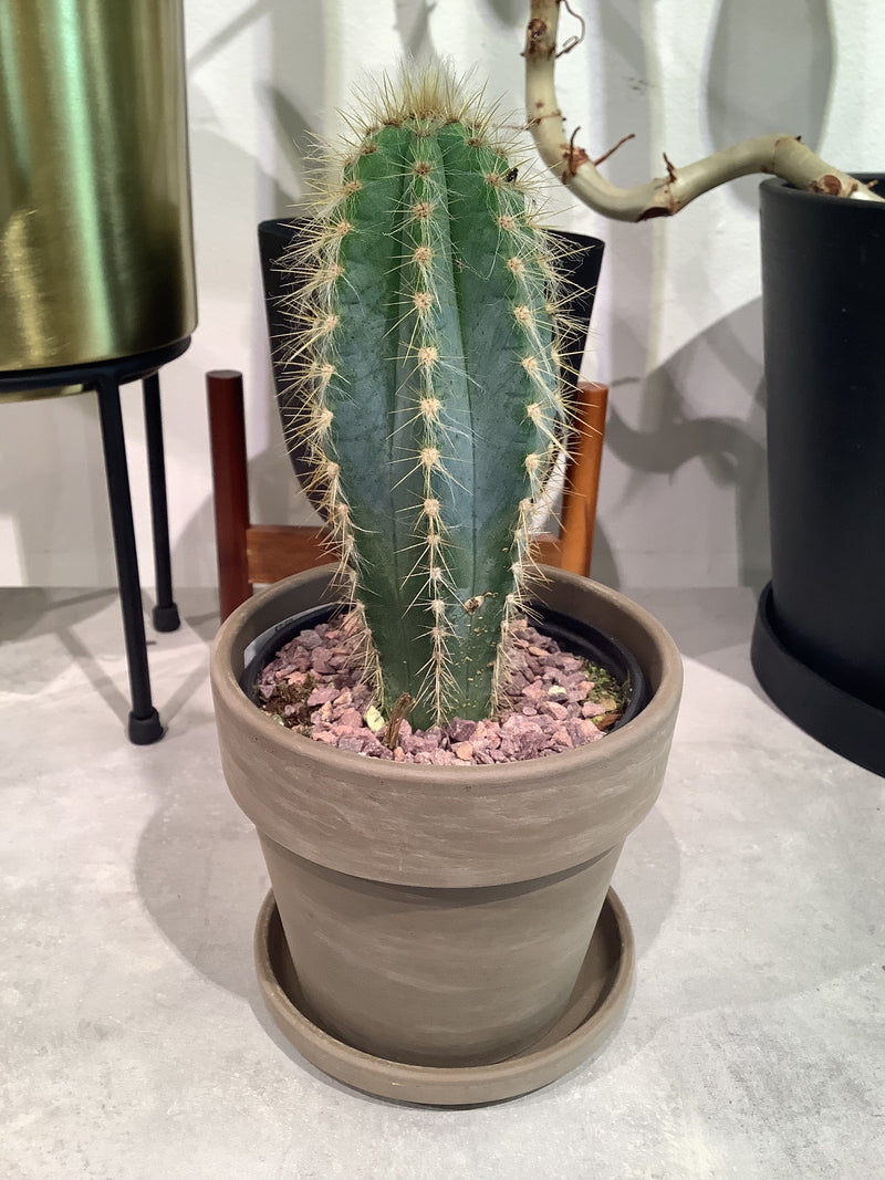 Cactus & Terracotta/Calima Sets