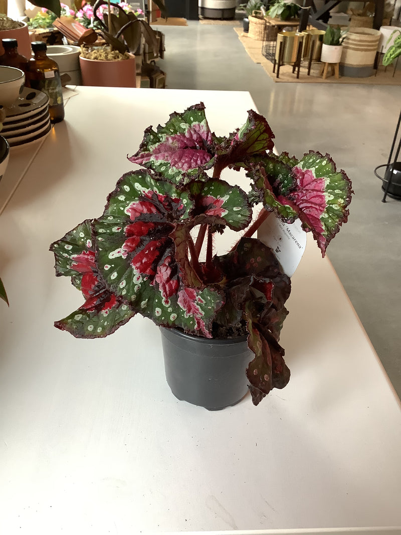 Begonia Macarena