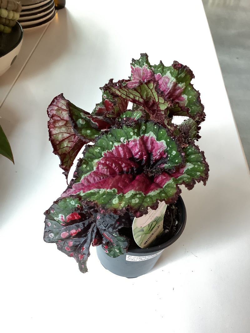 Begonia Macarena