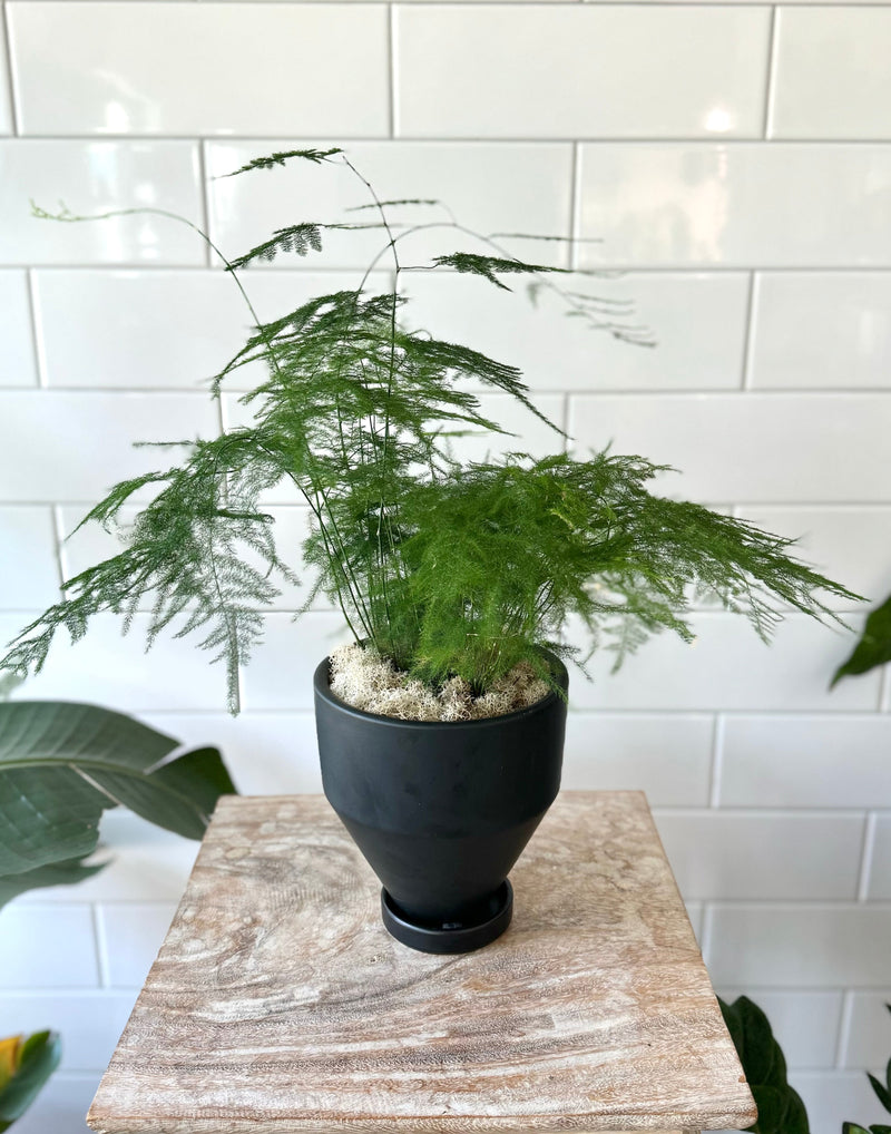Asparagus Fern
