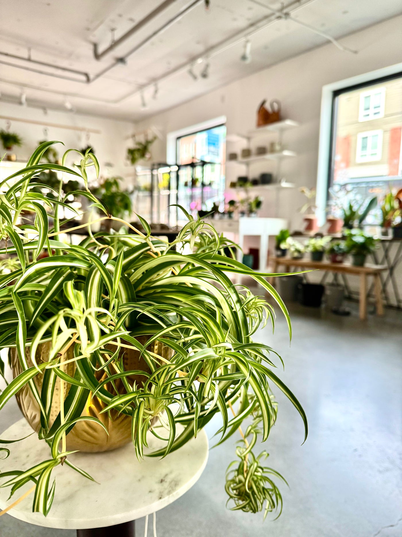 Forget Me Not | Plants, Jewelry & Gifts in Seattle  Forget Me Not-  Plants&Decor