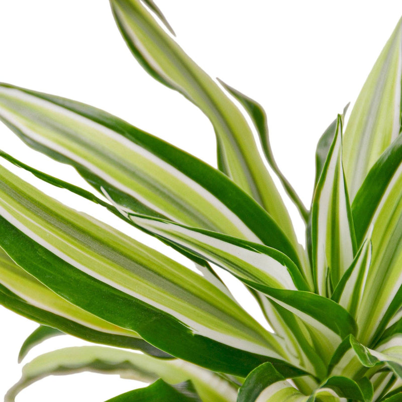 Dracaena |  &