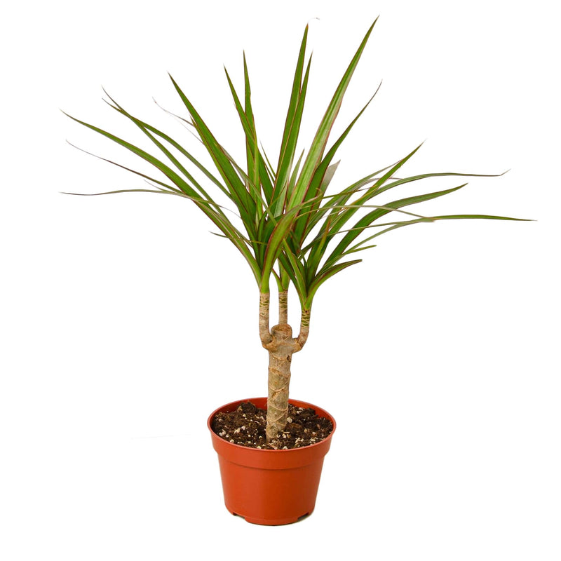 Dracaena | Marginata Bicolor