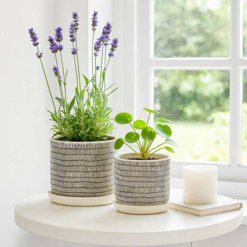 Ceramic Line Saucer Planter Pot| 6in - 7.5in