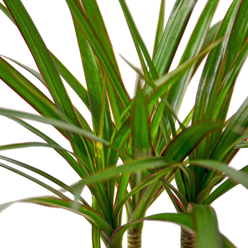 Dracaena | Marginata Bicolor