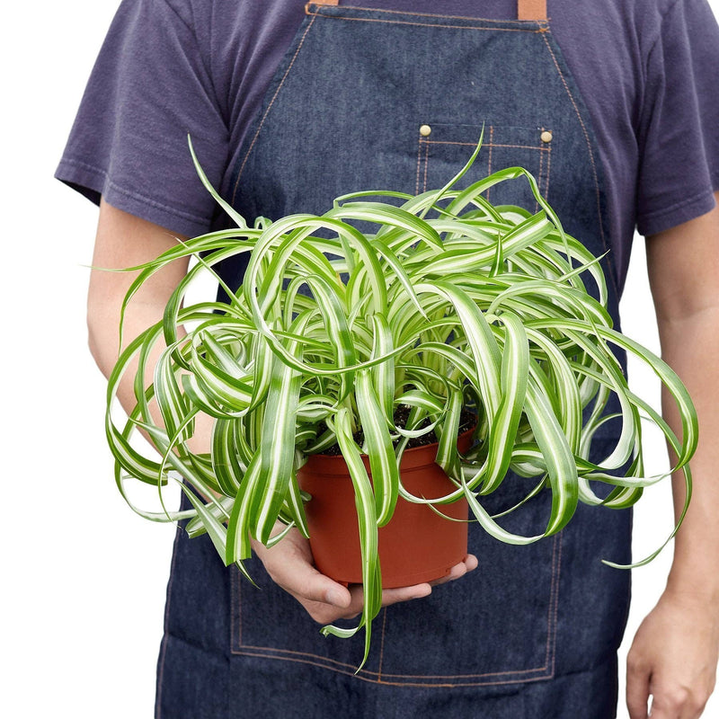 Spider Plant | Bonniem