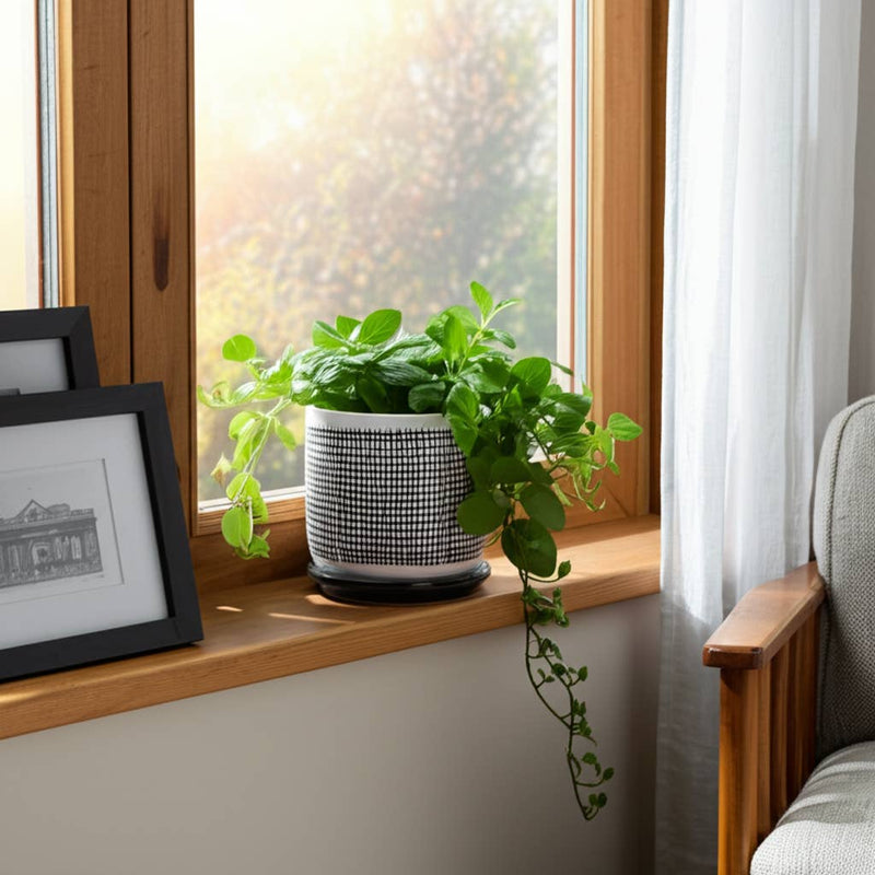 Ceramic Mesh Design Planter Pot with Saucer | 6 in.