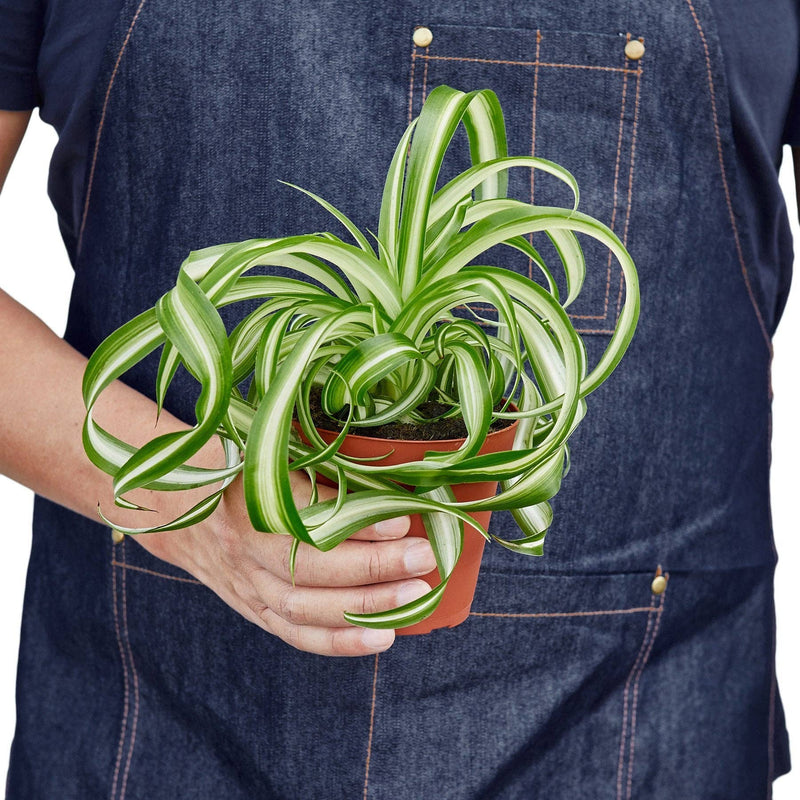 Spider Plant | Bonniem