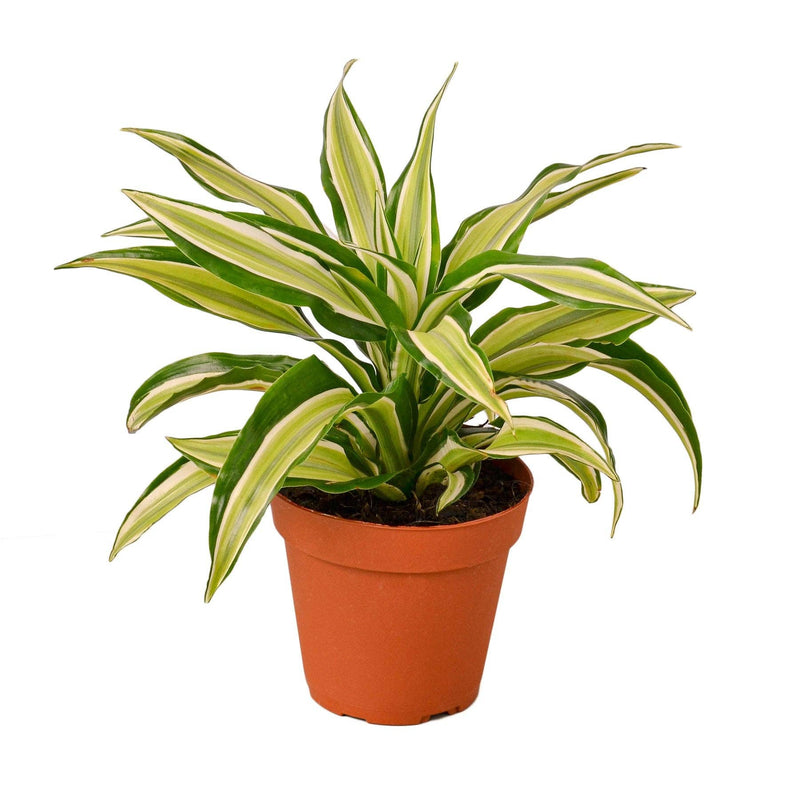 Dracaena |  &