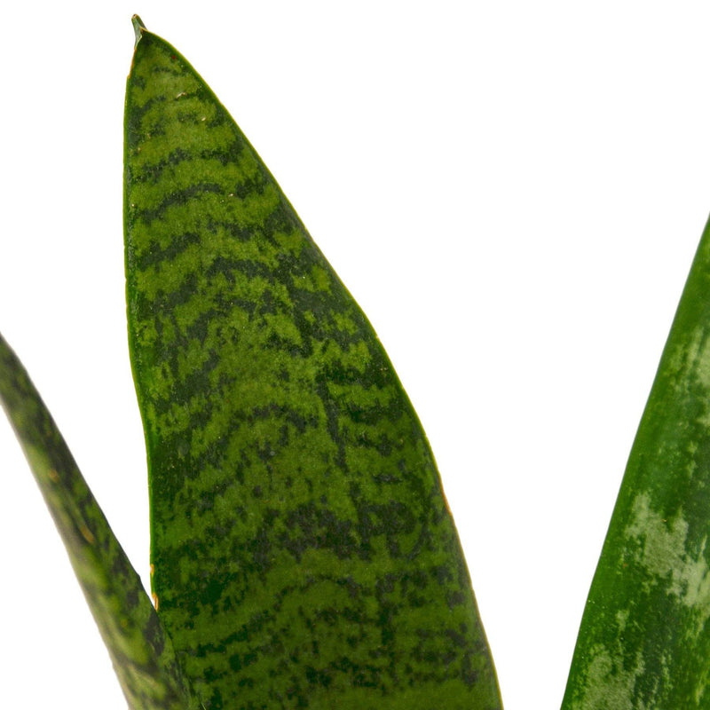 Snake Plant | Sansevieria Zeylanica