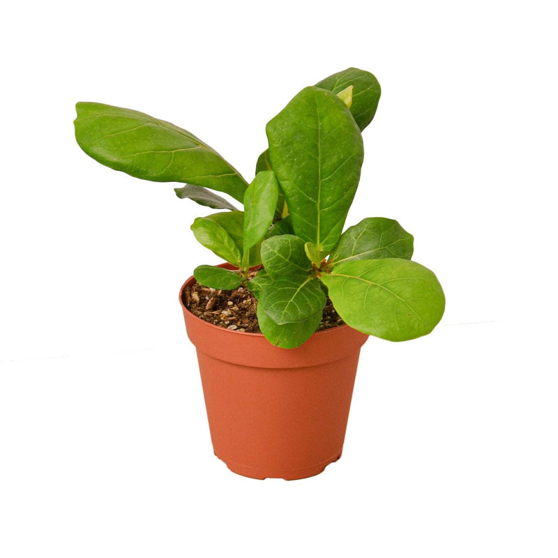Ficus Fiddle Leaf Fig