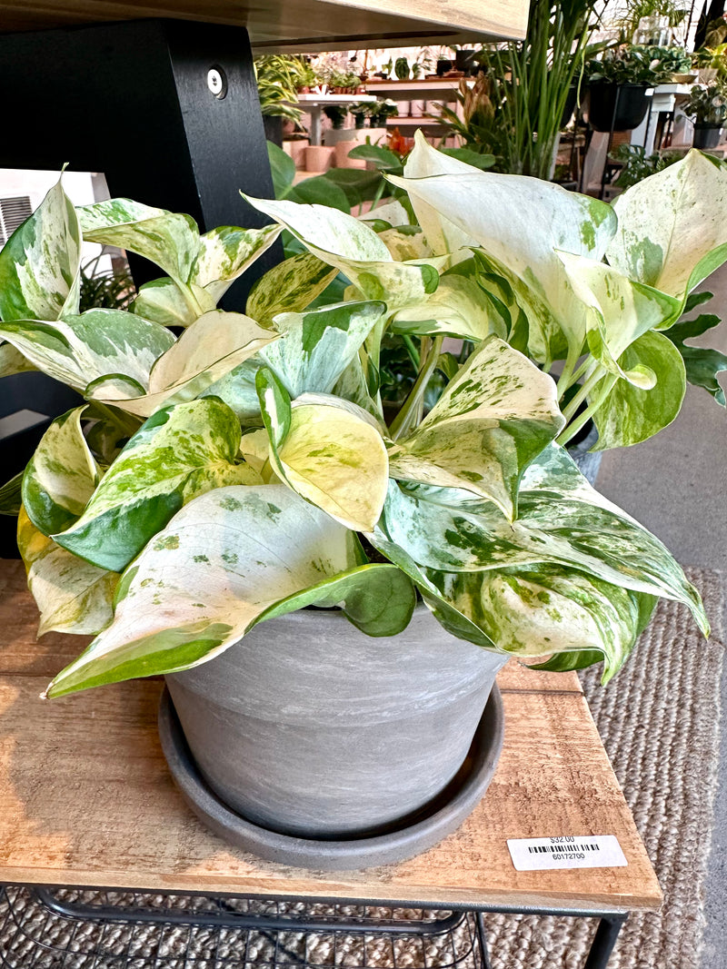 Pothos Manjula